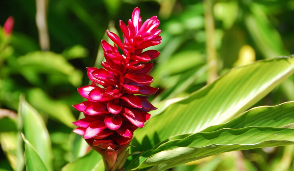 Vibrant red Hawaiian ginger (ʻawapuhi ʻulaʻula) blooming against backlit tropical leaves in a Big Island garden