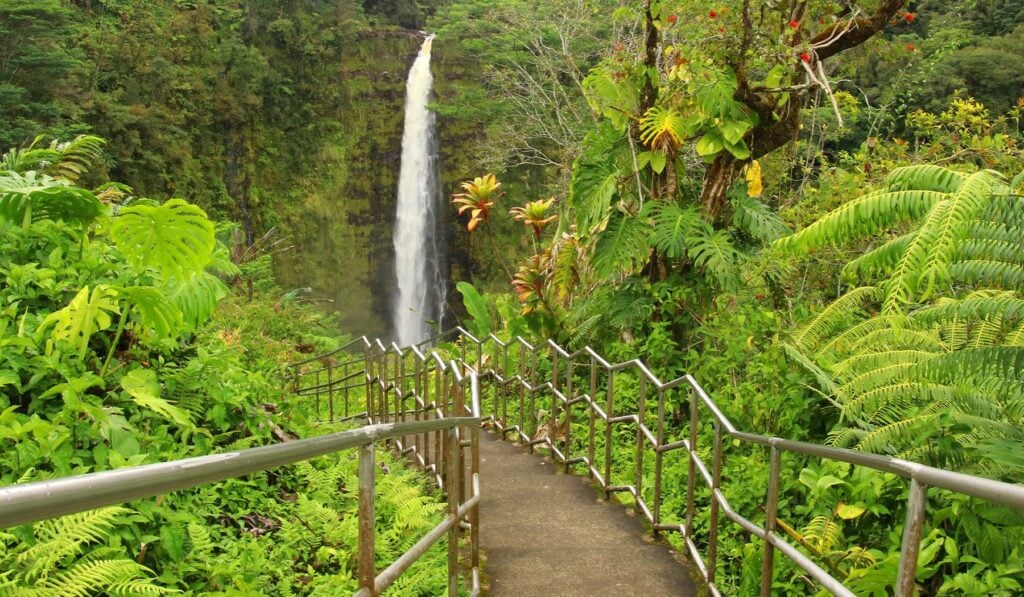 Paved walkway with handrails leading toward ʻAkaka Falls through dense rainforest ferns